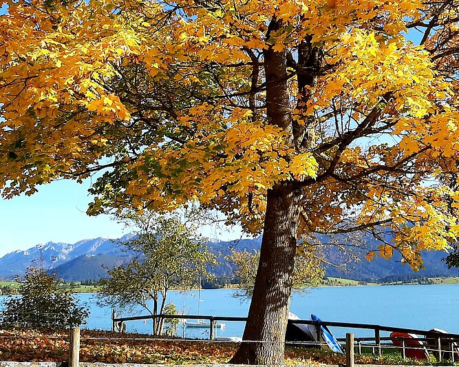 Herbstlicher Baum mit gelben Blättern am Ufer des Forggensees bei Rieden, im Hintergrund Berge und blauer Himmel.